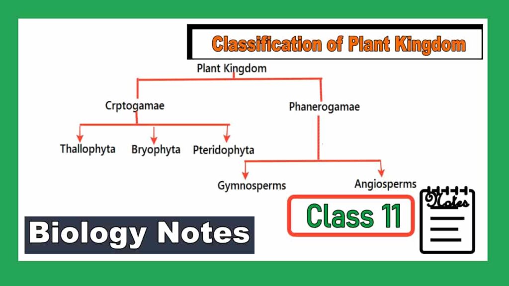 classification of plant kingdom