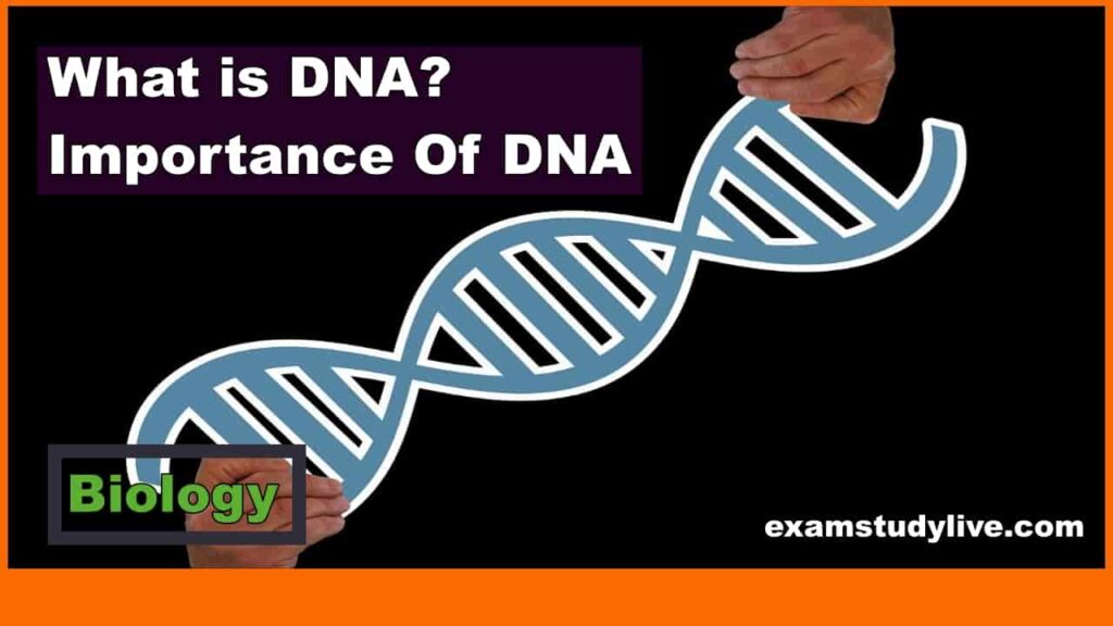 Structure of DNA- Definition, Properties, Types, Functions, Replications, Complete Notes