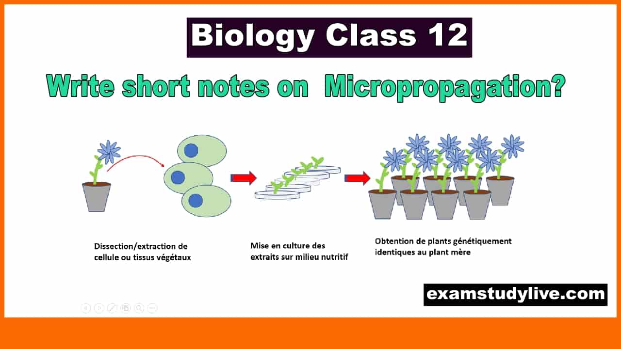 Micropropagation class 12