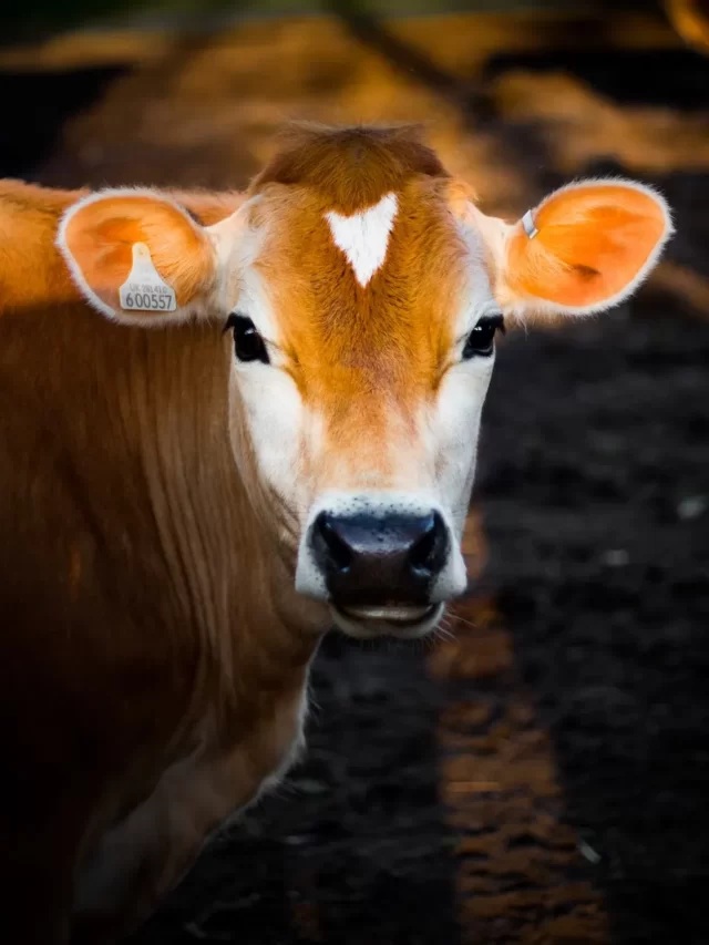 essay on cow