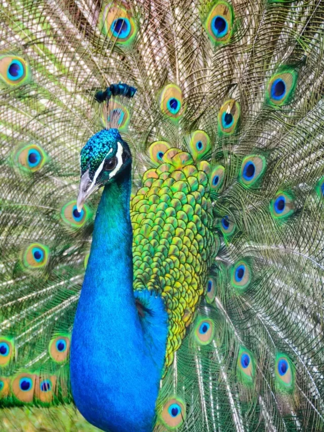 10 Lines Essay on Peacock in English