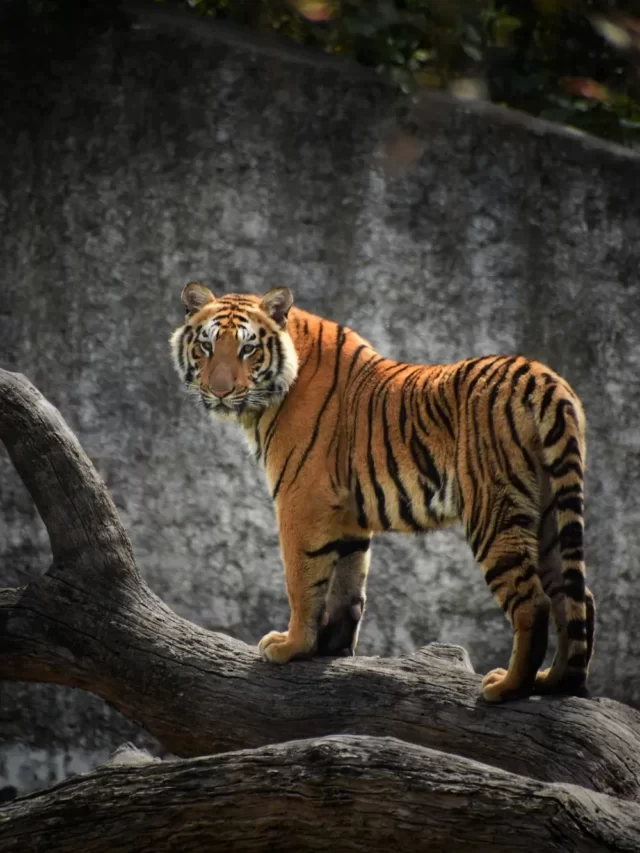 10 Lines Essay on Tiger in English for Students